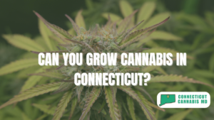 Can You Grow Cannabis in Connecticut?